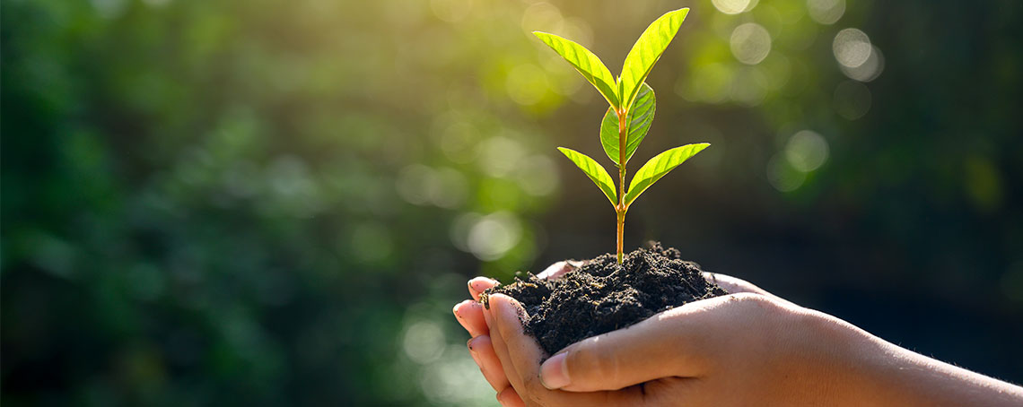 To hender som holder jord og en grønn plante som vokser opp av jorden