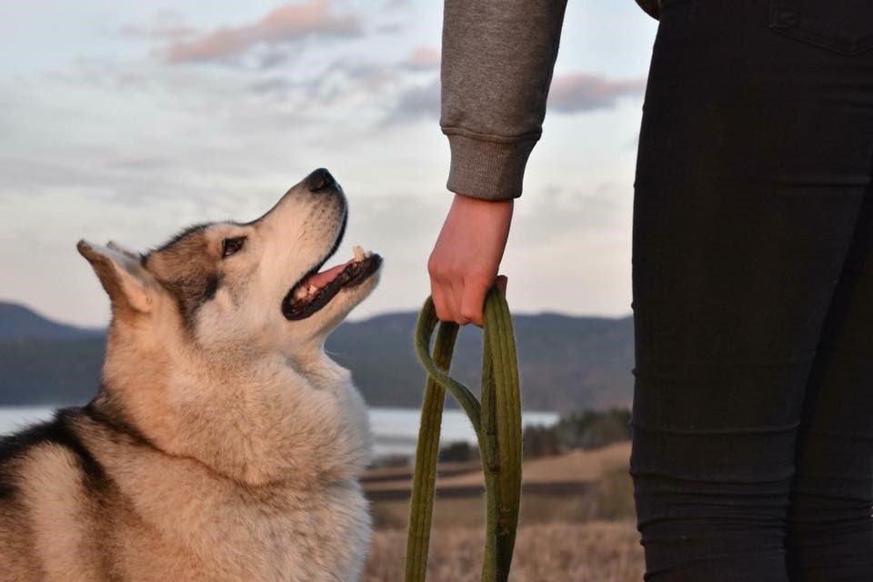 En elghund sammen med en person