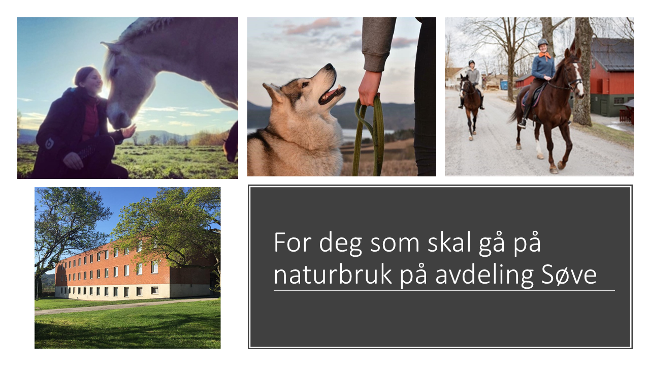 Bilde av internatbygg, hund og hest på avdeling Søve