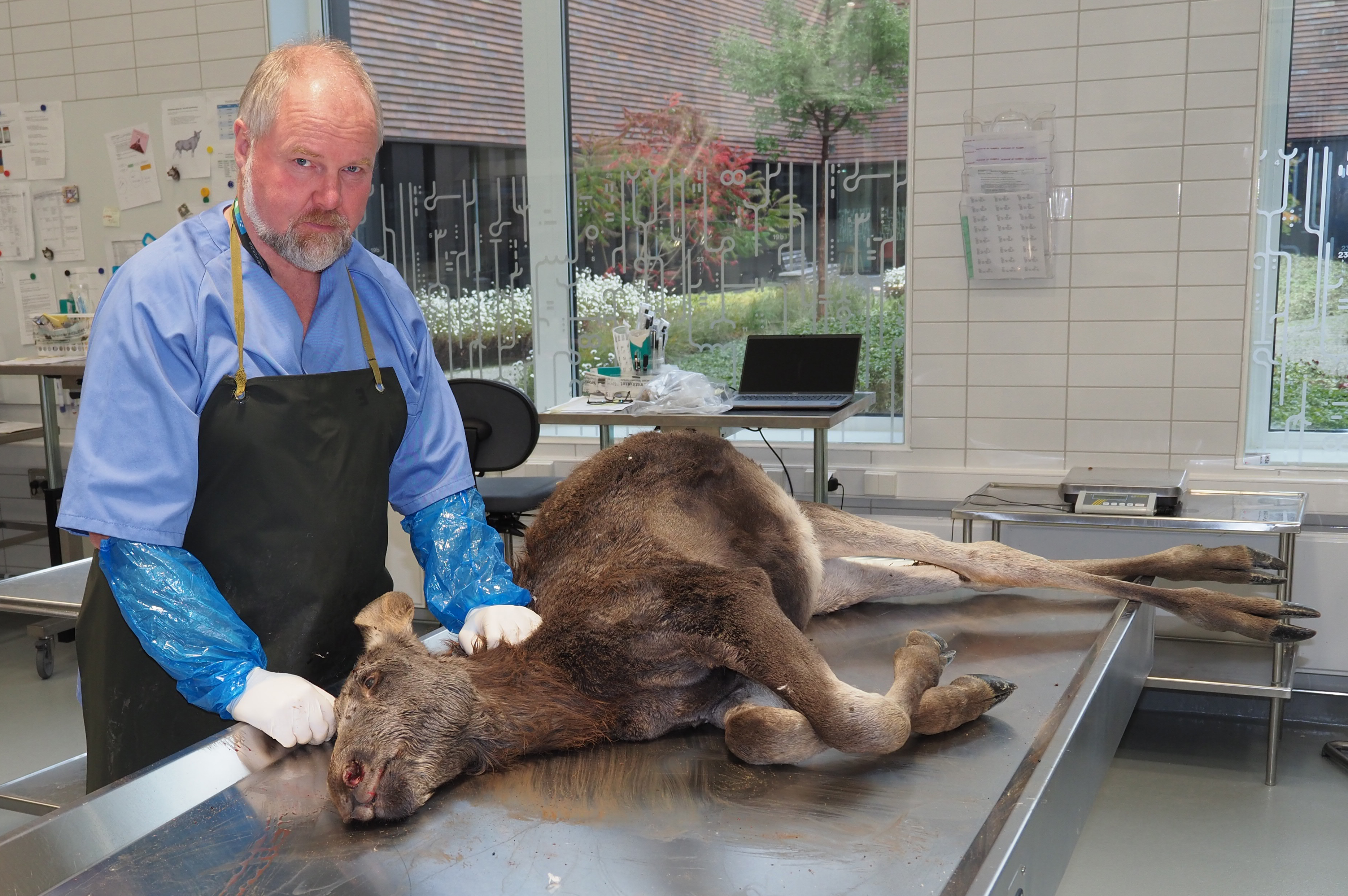 Mann med sort forkle undersøker en død elgkalv som ligger på en metallbenk