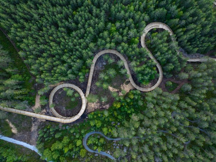 Foto tatt fra luften og rett ned mot tretoppene hvor man kan se en vei bygd i planker sno seg mellom trærne