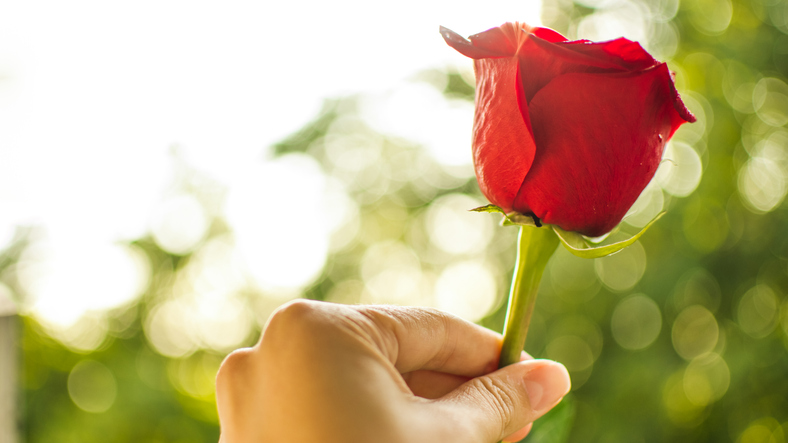 Hånd som holder en rose