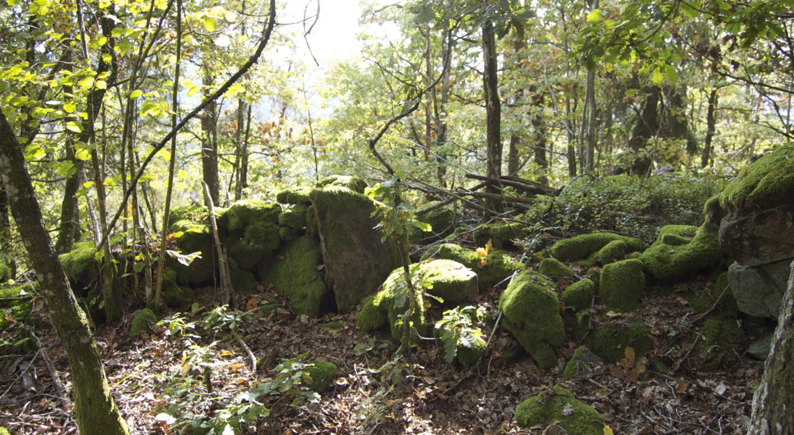 Steiner på rekke i skog